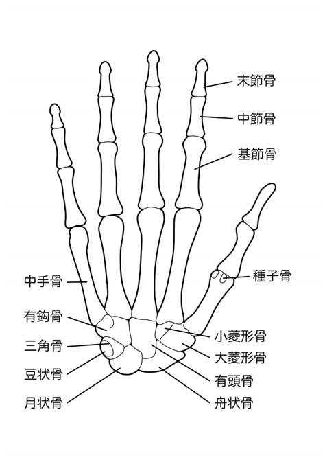 手 骨|手の骨の解剖を名前と部位が誰でもわかるように図で。